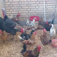 بوقلمون و مرغ و خروس