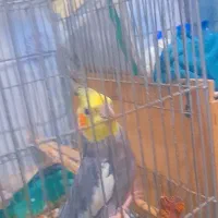 جفت عروس هلندی سالم|پرنده|اهواز, منازل کارون|دیوار