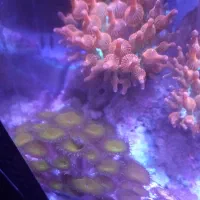 مرجان پولیپ