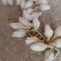 جوجه بوقلمون بیوتی ۲۵ عدد|حیوانات مزرعه|هندیجان, |دیوار