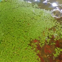 عدسک رو آبی|لوازم جانبی حیوانات|شاهین‌شهر, شهرک گلدیس|دیوار