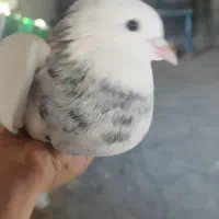 کفترطوق الماسی خری دارم