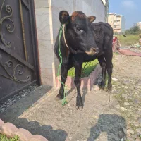 گاو و گوساله