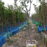 نهال و نهالستان سبلان سبز تختی|خدمات باغبانی و درختکاری|اردبیل, |دیوار