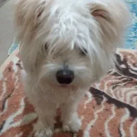 گمشده|حیوانات|تبریز, |دیوار