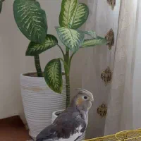عروس هلندی ماده
