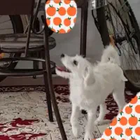 سگ شیتزو|سگ|قم, شهرک مهدیه (مدرس)|دیوار