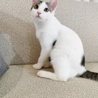 واگذاری گربه نر ۸ماهه