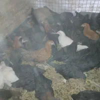 جوجه رسمی|حیوانات مزرعه|یزد, |دیوار