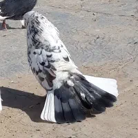 ۶کبوتر یکجای  ۱۰۰زیر قیمت ۶۰۰مقطوع