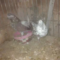 کفتر|پرنده|خمینی‌شهر, |دیوار