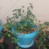 سه عدد گل طبیعی