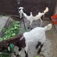 بره .بزغاله . میش