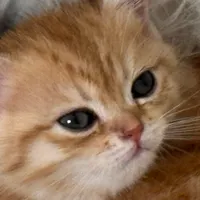 گربه بریتیش