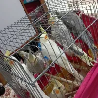 فروش عروس هلندی