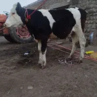 گوساله سیمنتال اصل