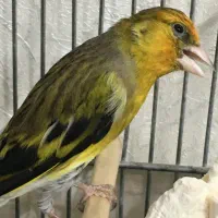 سهره قناری سرخ دهن سهره لر