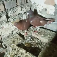 یک جفت سرخ|پرنده|گنبد کاووس, |دیوار