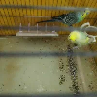 مرغ عشق رنگین کمان جفت خورده