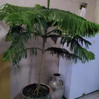 درخت کاج اعلا|گل و گیاه طبیعی|مشهد, طبرسی شمالی|دیوار