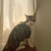 گمشده** مژدگانی ۱۰ میلیون|حیوانات|الوند, |دیوار