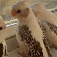 طوطی عروس هلندی