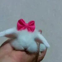 خرگوش لوپ مینیاتوری