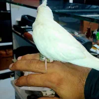 طوطی عروس هلندی البینو|پرنده|بندرعباس, |دیوار