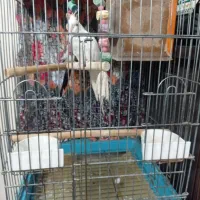 عروس هلندی|پرنده|قرچک, محمد آباد|دیوار