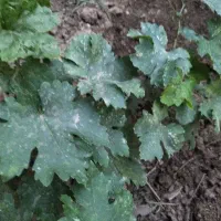 خریدار انگور باغ دار نقد
