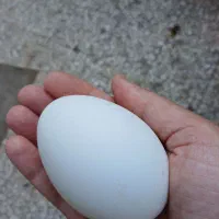 تخم قوغاز نطفه دار و تخم اردک نطفه دار