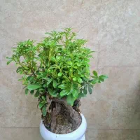 گل اپارتمانی میخک هندی و کاج مطبق