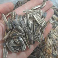 تخمه آفتابگردان