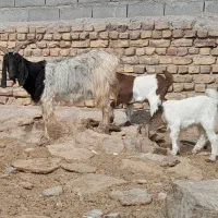 بزبزغالهدارجملیشیراسالممیشبره|حیوانات مزرعه|رضویه, |دیوار