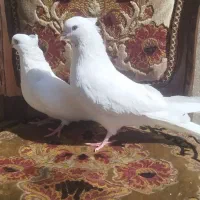 سفید اراکی اصیل|پرنده|شیراز, عادل آباد|دیوار