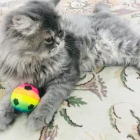 واگذاری گربه پرشین نر