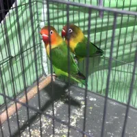 ۲عددکوتوله نروماده آماده جوجه کشی بالغ|پرنده|اصفهان, مولوی|دیوار