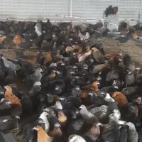 نیمچه مرغ چهار ماهه جهادی