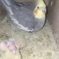 عروس هلندی مولد و سخنگو