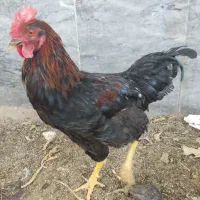 خروس شش ماهه سیاه ودرشت،
