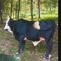 گاو با گوساله آث ناف دار همه چی تمام