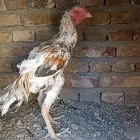 خروس|حیوانات مزرعه|سراوان, |دیوار