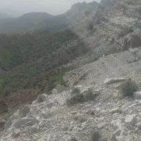 ۳۰ راس بزغاله چاق