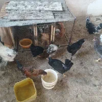 جوجه  مرغ وخروس برهما سلطان گلین|حیوانات مزرعه|خمینی‌شهر, |دیوار