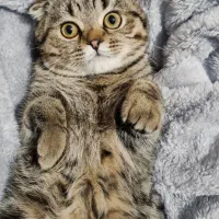 گربه اسکاتیش