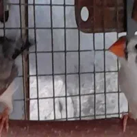 ۲ جفت فنچ زبرا مولد