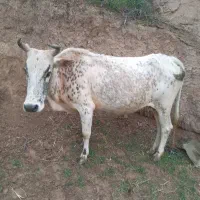 گاوفروشی عید قربان