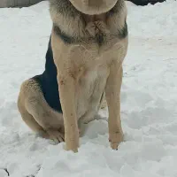 عقرب ۱۶ماهه بفروش می‌رسد