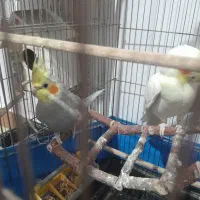 عروس هلندی و برزیلی معاوضه با ps2