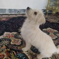 سگ شیتزو|سگ|خرمآباد, |دیوار